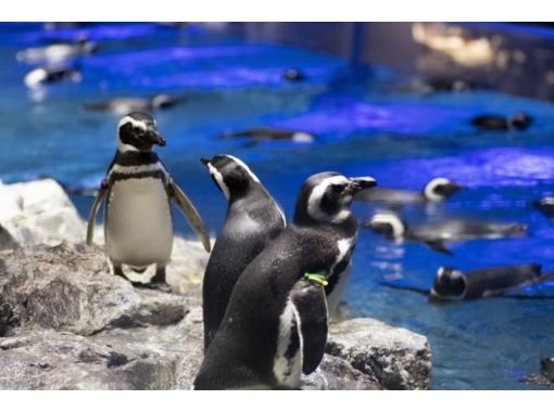 えいごですいぞくかん Let S Go To すみだ水族館 英語で学ぶリアルいきもの図鑑 アクティビティジャパン