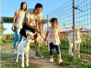 [Miyakojima] Experience a walk with a goat in a vast aloe field. Goat's food is empty-handed.の画像