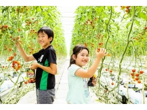 [Fukushima / Iwaki City] Tomato picking and harvesting experience of up to 5 types at the tomato theme park "Wonder Farm"の画像