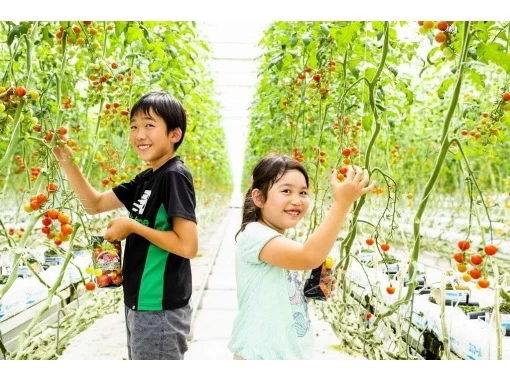 【福島・いわき市】トマトのテーマパーク「ワンダーファーム」でトマト狩り・最大5種類もの収穫体験の紹介画像