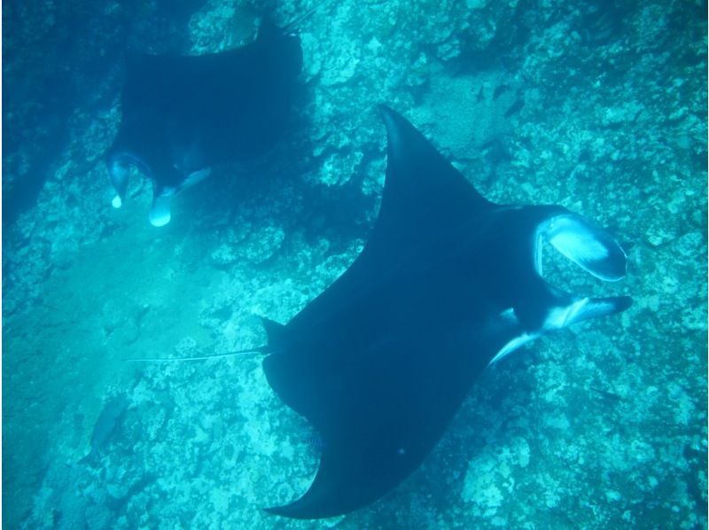 [Okinawa, Ishigaki Island] Limited to 6 people! Departing from Kabira Bay! Just 10 minutes by boat to the spot! Try to see manta rays and sea turtles! You can also see lots of tropical fishの紹介画像