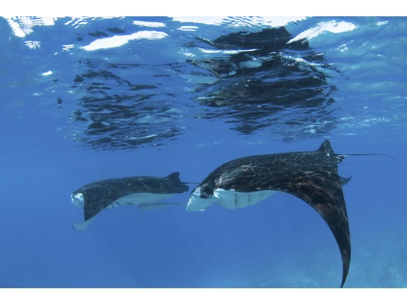 【北海道・SUP体験】透明度の高い支笏湖の湖面をクルージング！SUP体験（半日コース）の画像
