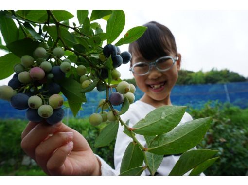 [Wakayama / Kainan City] Fresh blueberry picking experience-Recommended for families and women! Blueberries 250g with souvenirsの画像