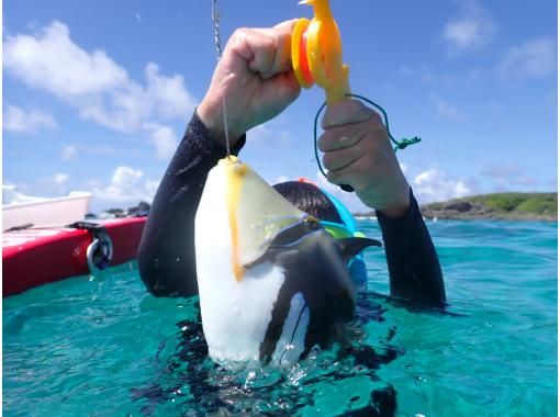 SALE! Sure to be a hit with adults too ☆ Snorkel fishing tour [Miyakojima, private tour for one group]の画像