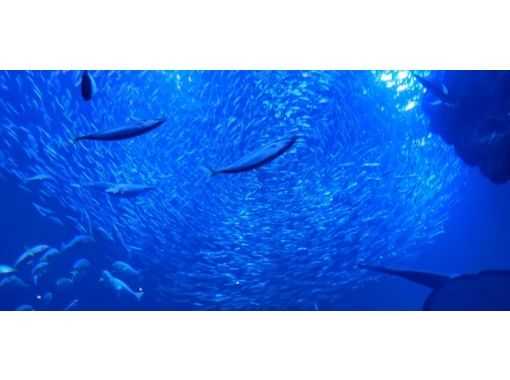 Hisスーパーサマーセール実施中 えいごですいぞくかん Let S Go To 京都水族館 英語で学ぶリアルいきもの図鑑 アクティビティジャパン