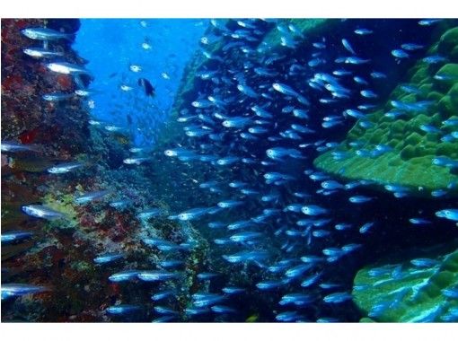 【沖縄・宮古島】ダイビングライセンス取得コース・ライセンスの無い方にお勧め・水中画像プレゼントの画像