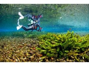 【熊本・天草】湧水・淡水ダイビング(AM・PM半日プラン)の画像
