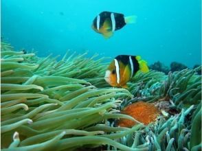 【城ヶ崎海岸】定員２組迄の限定プラン！少人数制！ゆったり充実の体験ダイビング！写真集プレゼント！
