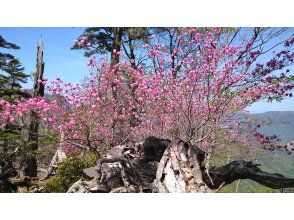 【大分・佐伯市】1組限定「九州百名山/夏木山1386mｱｹﾎﾞﾉﾂﾂｼﾞ観賞登山」【日帰り/♨️】(弁当/ｺｰﾋｰ/おやつ付)【子供参加可】