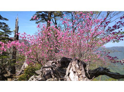 【大分・佐伯市】1組限定「九州百名山/夏木山1386mｱｹﾎﾞﾉﾂﾂｼﾞ観賞登山」【日帰り/♨️】(弁当/ｺｰﾋｰ/おやつ付)【子供参加可】の画像