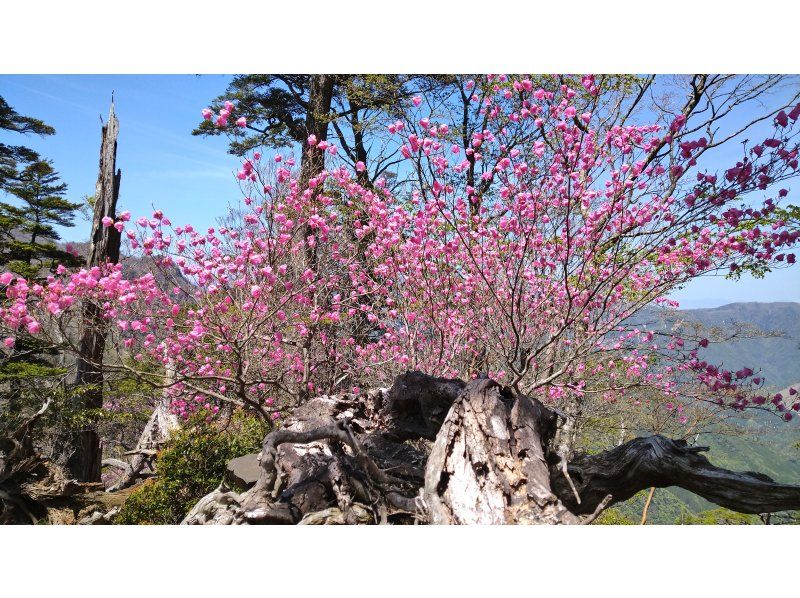 【大分・佐伯市】一組限定!「春の九州山地/夏木山1386m」【日帰り】アケボノツツジ観賞登山(弁当/温泉/コーヒー・おやつ付)