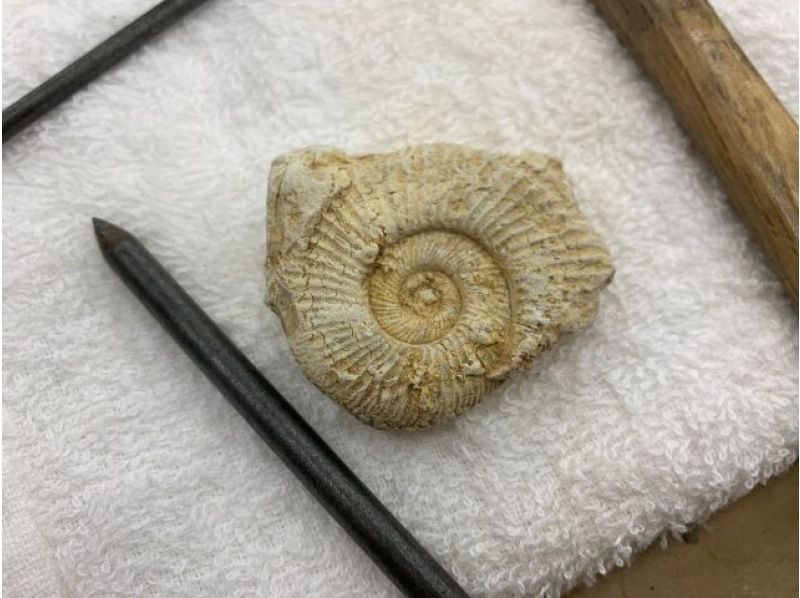 [Iwaki City, Fukushima Prefecture] Parents and children together << Ammonite specimen preparation >> Tonkan using a hammer from a real fossil ♪ Specimen card and case included!の紹介画像