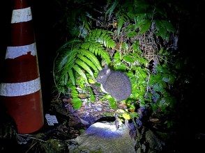 奄美シーランド