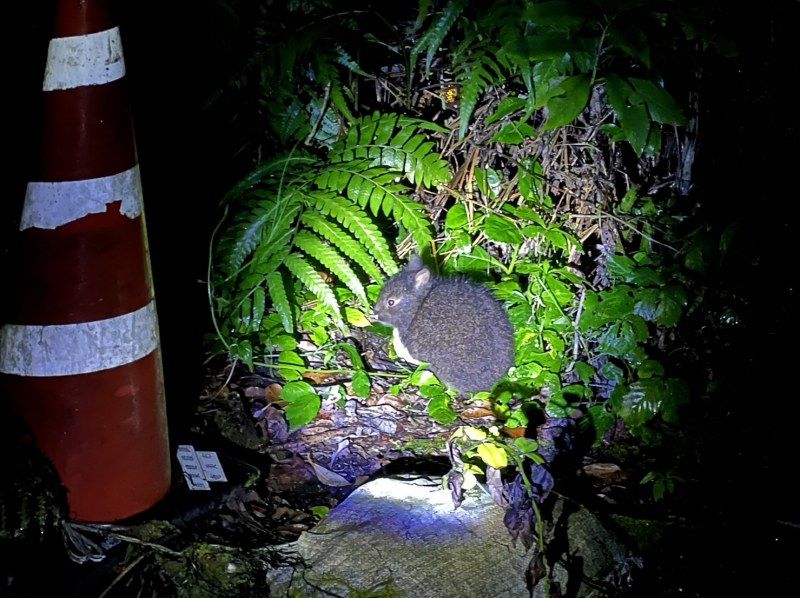 奄美大島【当日予約可能】原生林で野生動物ナイトツアー（120分）※口コミ投稿で撮影データ無料プレゼント※お一人様歓迎！！の紹介画像