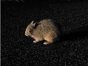 奄美大島【当日予約可能】原生林で野生動物ナイトツアー（120分）※口コミ投稿で撮影データ無料プレゼント※お一人様歓迎！！