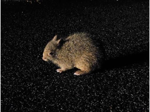 奄美大島【当日予約可能】原生林で野生動物ナイトツアー（120分）※口コミ投稿で撮影データ無料プレゼント※お一人様歓迎！！の画像