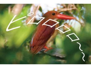 【慶良間諸島・座間味島】バードウォッチング。一年中いる野鳥やある季節にしか見られない野鳥などを一緒に探しましょう。珍しい鳥に会えるかも？
