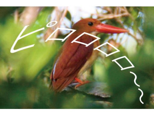 【慶良間諸島・座間味島】バードウォッチング。一年中いる野鳥やある季節にしか見られない野鳥などを一緒に探しましょう。珍しい鳥に会えるかも？の画像