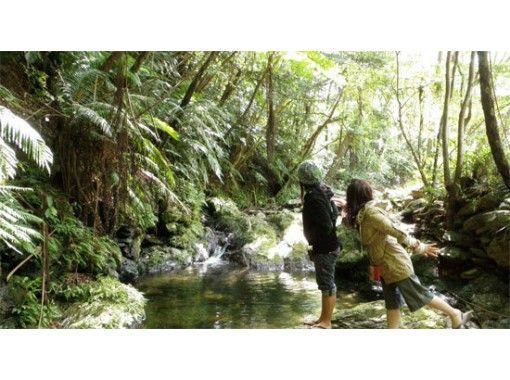 沖縄·名護[2小時預約計劃]桐生河徒步旅行的瀑布的目標の画像