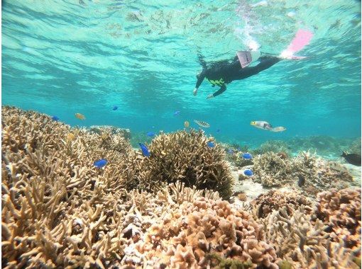 [Okinawa, Nago Sakimotobu] Gorilla Chop Beach Snorkeling & Skin Diving Unlimited Underwater Photos ⭐︎ Free Suits & Equipment ⭐︎ Recommended in Winter ⭐︎の画像