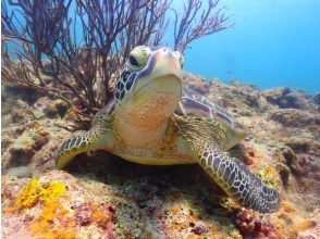 【沖縄・石垣島】高確率で遭遇！ウミガメシュノーケリング2時間少人数制☆現地集合プラン【11/1～4/30】