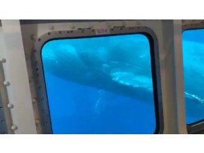 【那覇発】沖縄唯一の減揺装置搭載・高速水中観光船で行くホエールウオッチング＆水中珊瑚観賞！水中でクジラが見れるかも！