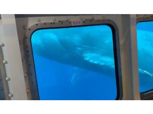 [Departing from Naha] Whale watching and underwater coral viewing on Okinawa's only anti-rolling high-speed underwater sightseeing boat! You might even see a whale underwater!の画像