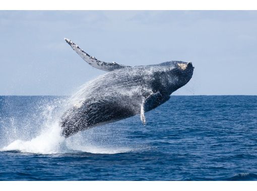 [Departing from Naha] Whale watching and underwater coral viewing on Okinawa's only anti-rolling high-speed underwater sightseeing boat! You might even see a whale underwater!の画像