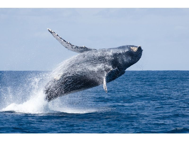 [โอกินาว่า / นาฮะ] เรือลำเดียวของโอกินาว่าที่ติดตั้งอุปกรณ์ป้องกันการแกว่งที่ทนต่อการสั่นไหว ดูปลาวาฬที่กลมกลืนกัน! คุณอาจเห็นปลาวาฬในน้ำ! คุ้มสุดคุ้มกับปะการังใต้น้ำ!の紹介画像
