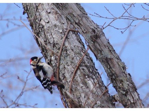 [Nikko Yumoto Onsen] Bird watching tour for beginners/familiesの画像