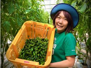 【岩手・遠野】＊2名様～6名様用＊”ビールのおつまみ野菜”遠野パドロン収穫体験