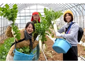 【長崎・五島】農業体験～旬野菜の収穫できます！お土産付き・ファミリーにおすすめ！の画像