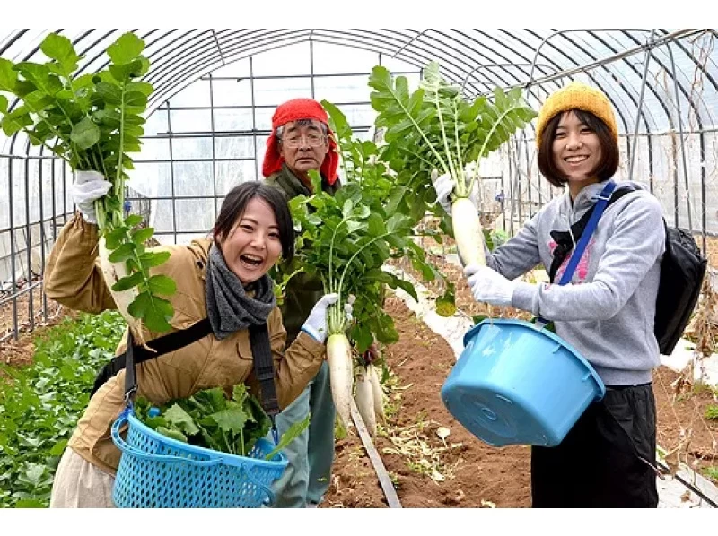【長崎・五島】農業体験～旬野菜の収穫できます！お土産付き・ファミリーにおすすめ！の紹介画像