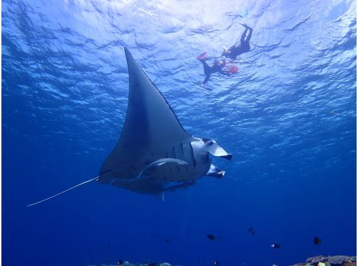 【沖縄県・石垣島】マンタ・ウミガメ・サンゴ礁シュノーケリング　半日amコースの画像