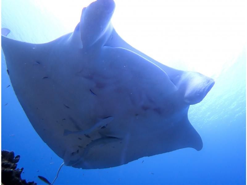 南ぬ島 DIVE SITEの割引プラン