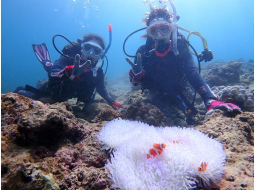 【沖縄県・石垣島】マンタ・ウミガメ・サンゴ礁体験ダイビング　半日amコースの画像