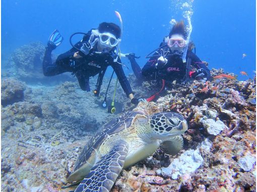 【沖縄県・石垣島】マンタ・ウミガメ・サンゴ礁体験ダイビング　半日pmコースの画像