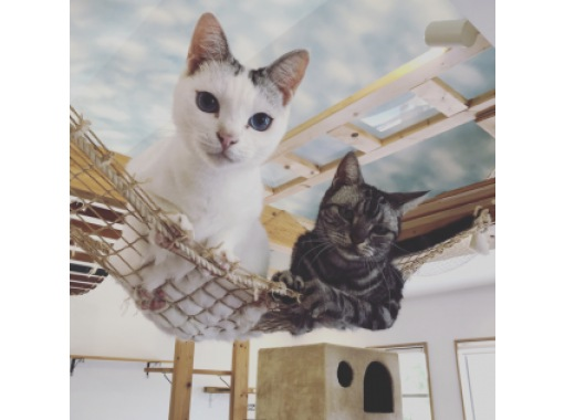 Catcafe　美ら猫