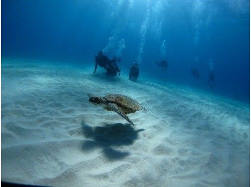 【沖縄・本部、水納島・瀬底島】手ぶらで集合　体験ダイビング　半日いっぱい遊べる2dive　の画像