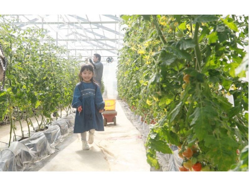 [Ome, Tokyo] Tokyo Tomate ☆ Agricultural experience program where you can learn about the growth of vegetables All 3 times-with a nice souvenir-の紹介画像