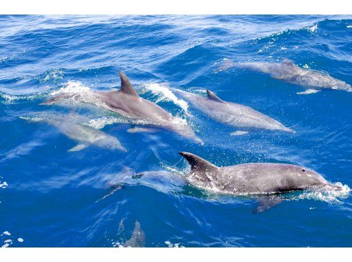 [Nagasaki / Minamishimabara City] Impressive experience ♪ Wild dolphin watching! All passengers will receive an original postcard ☆の画像