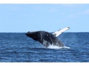 [Kagoshima / Northern Amami] Half-day Whale watching with large cruiser!