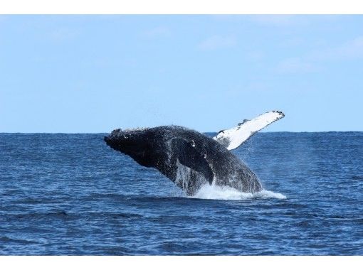 【奄美・北部】ホエールウォッチング（半日コース）大迫力のクジラのジャンプに感動体験！大型クルーザーで快適クルージング♪の画像