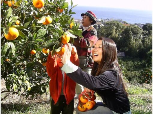【静岡・東伊豆】手ぶらで行く完熟オレンジの収穫体験！たくさんの種類がどれでも食べ放題！の画像