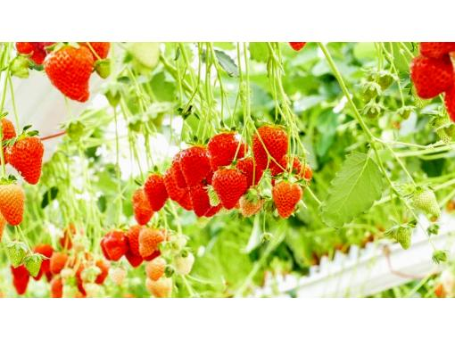 [Kyoto/ Kumiyama] Eat and compare as many kinds of strawberries as you like at the strawberry house! Strawberry picking enjoyment plan with a small number of peopleの画像