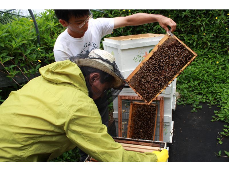 【沖縄・北部】子供から大人まで楽しめる！ミツバチ体験の紹介画像