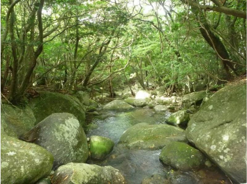 【鹿児島・屋久島】車で行ける!世界遺産登録地区「西部林道トレッキング」(半日コース)
