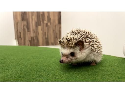 https://img.activityjapan.com/10/39735/10000003973501_nbu8UPZS_3.jpg?version=1638497471