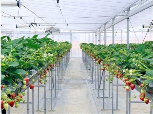 [Iwaki City, Fukushima Prefecture] ♬ ♩ All-you-can-eat strawberry ♩ ♬ Accommodation plan with strawberry picking Evening breakfast included! 《Hotel Palm Spring Planning》の画像