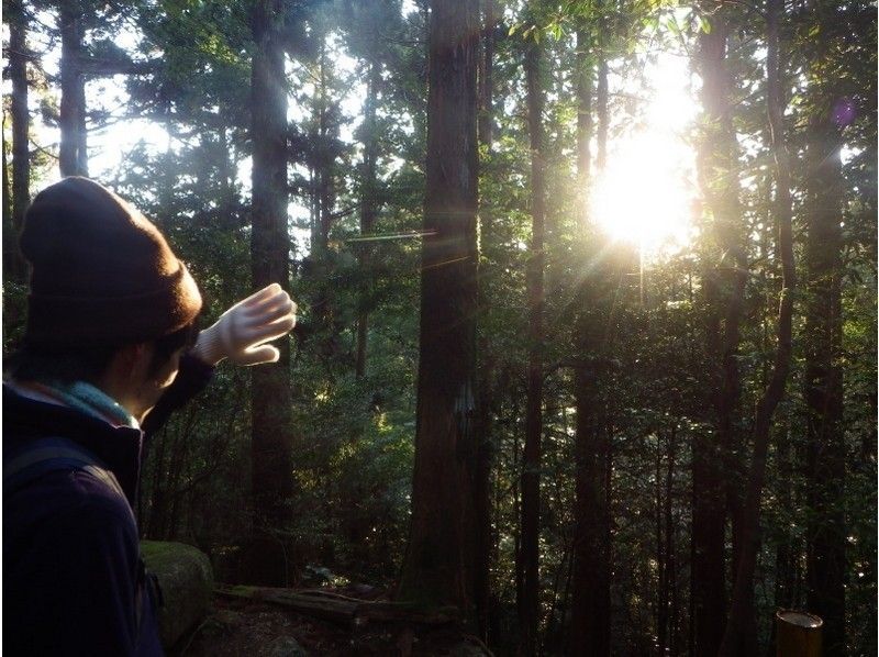 【鹿児島・屋久島】初めての方も安心!屋久島と言ったら縄文杉!縄文杉トレッキングツアー(日帰りコース)